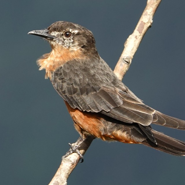Cliff Flycatcher