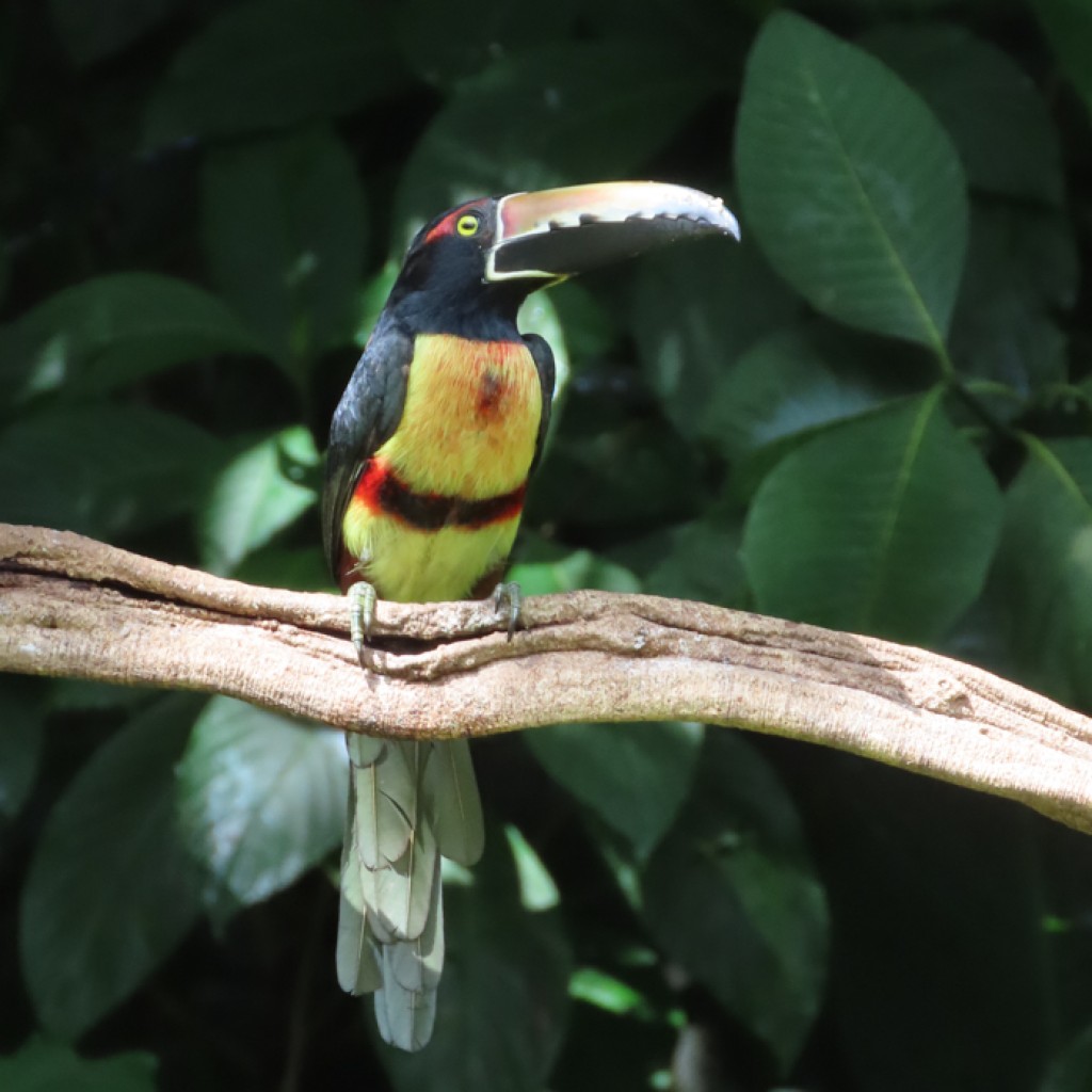 Collared Aracari