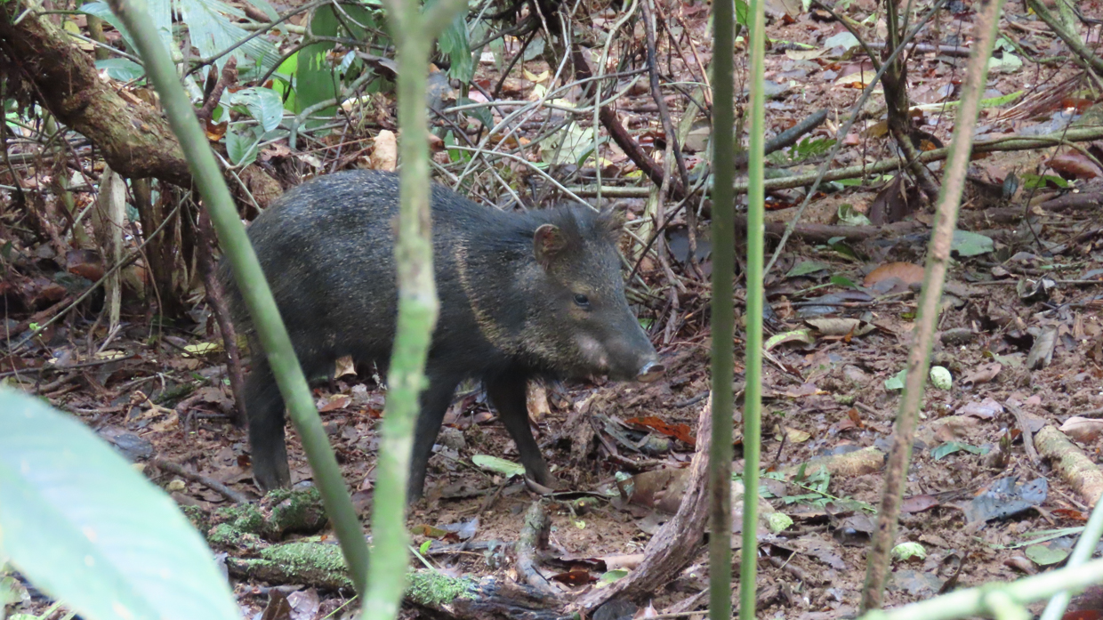 Collared Peccary