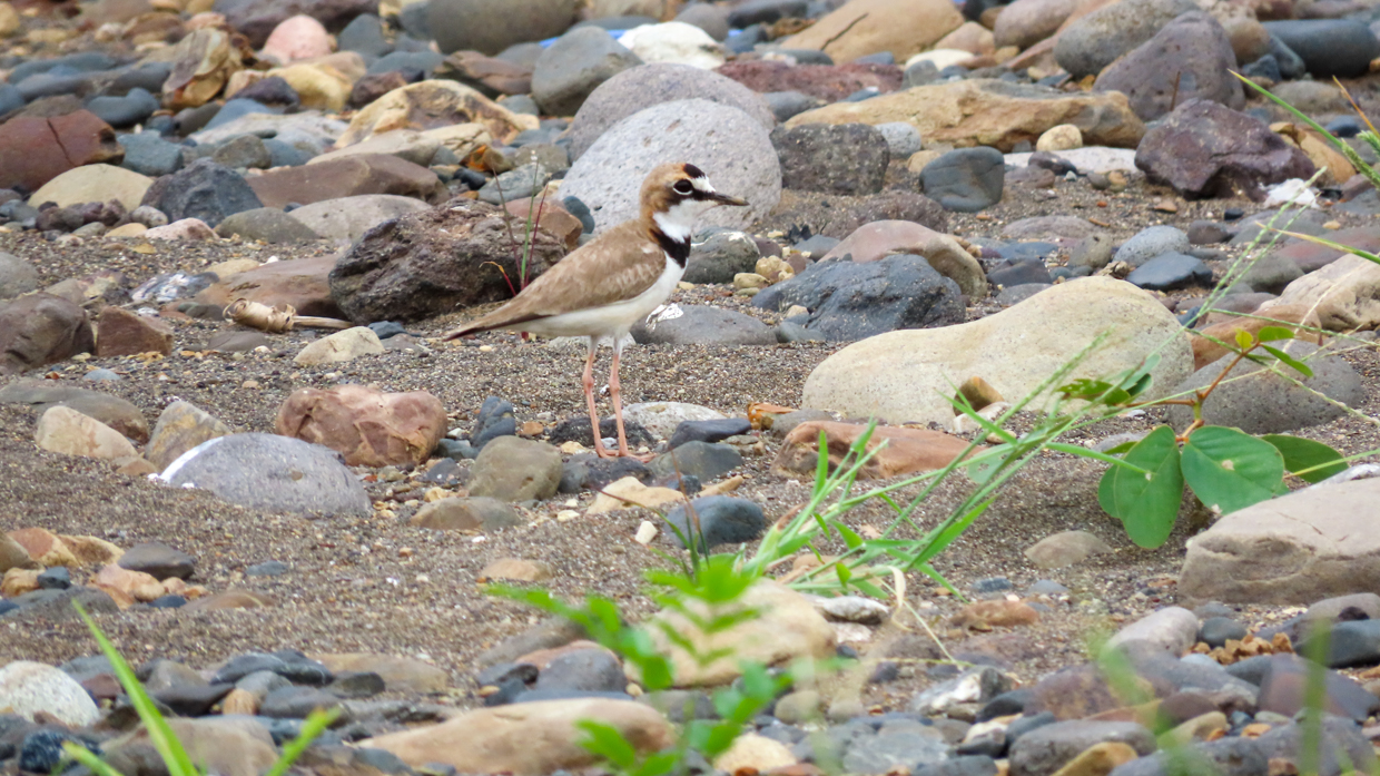 Collared Plover adult