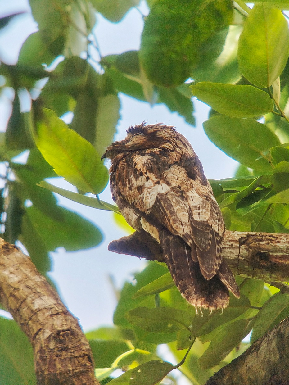 Common Potoo