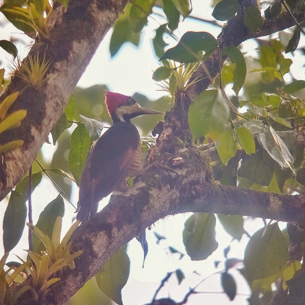 Crimson-crested Woodpecker