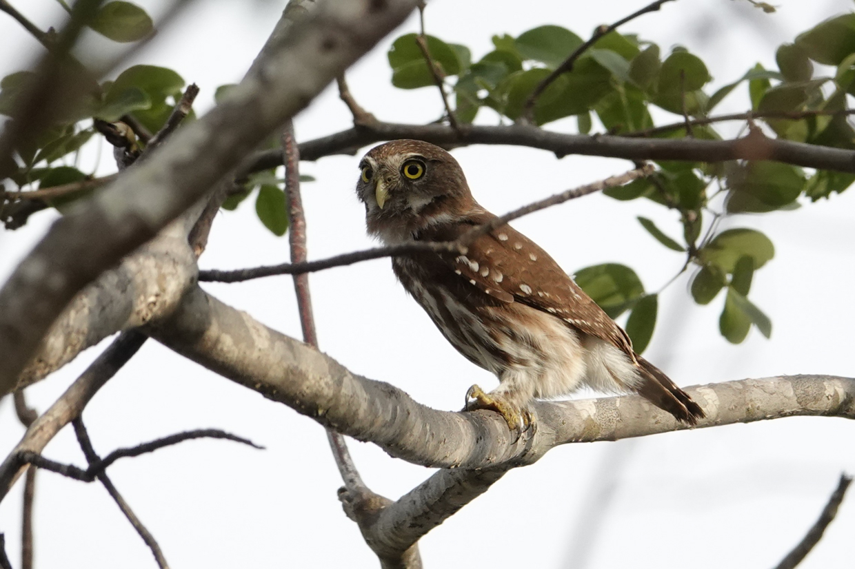 Ferruginous Pygmy-Owl