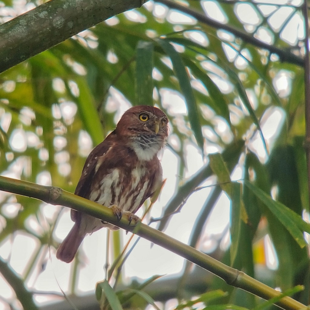 Ferruginous Pygmy-Owl