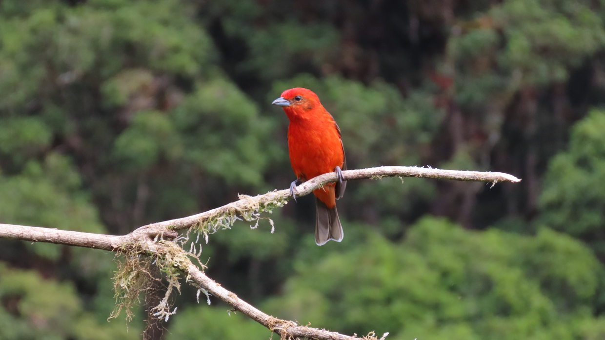 Flame-colored Tanager