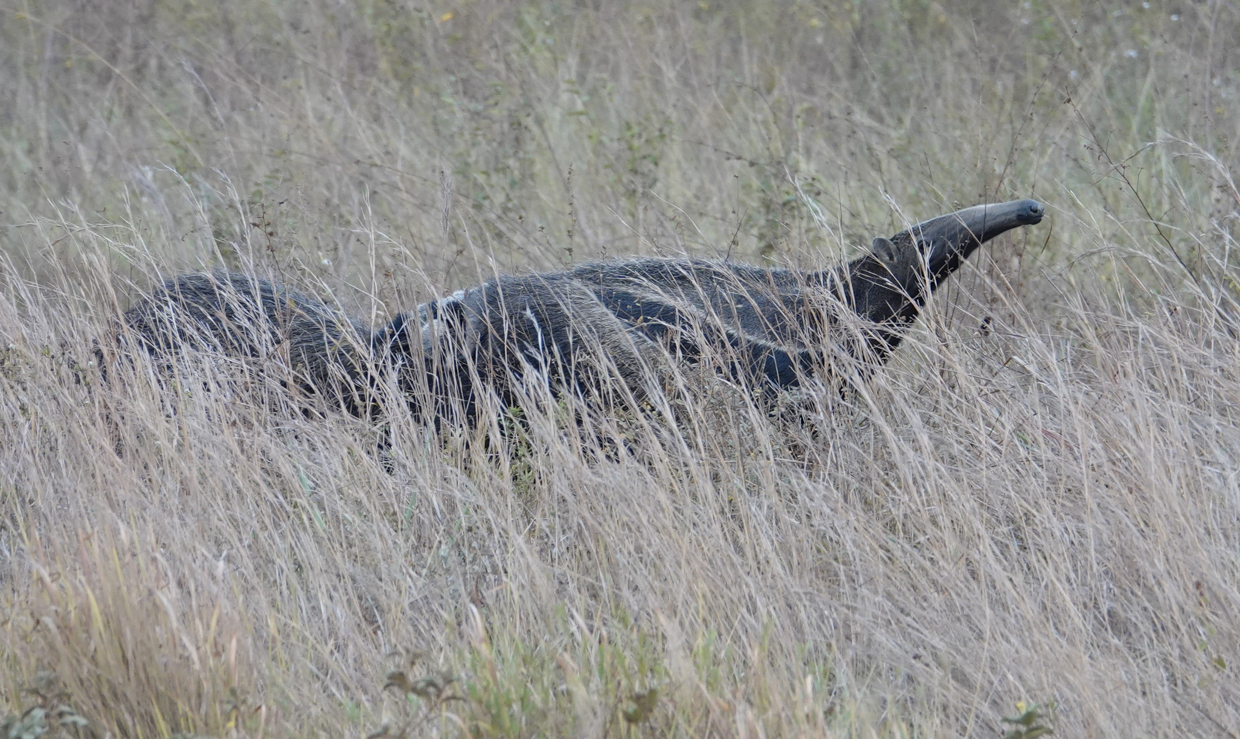 Giant Anteater