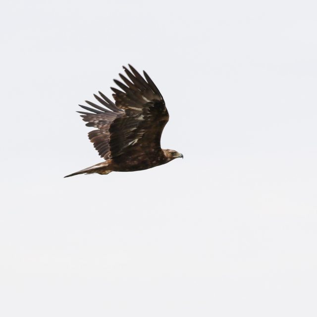 Golden Eagle