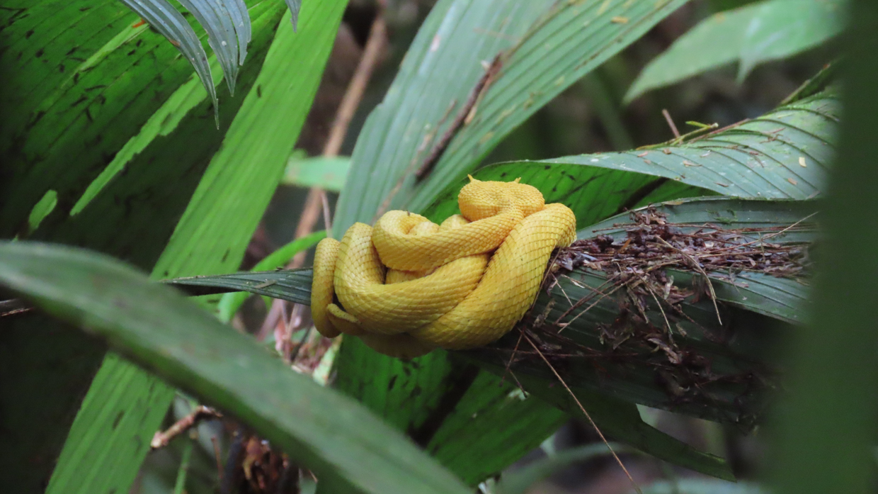 Golden Eyelash Pitviper