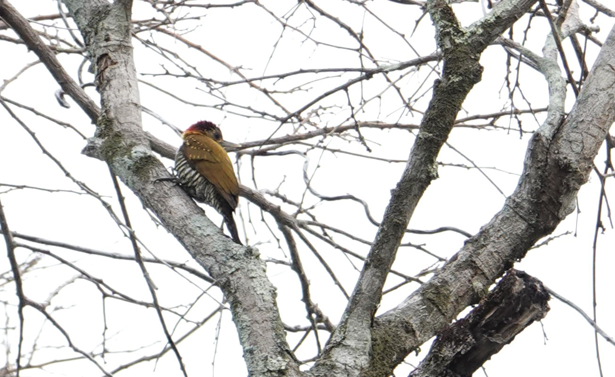 Golden-collared Woodpecker