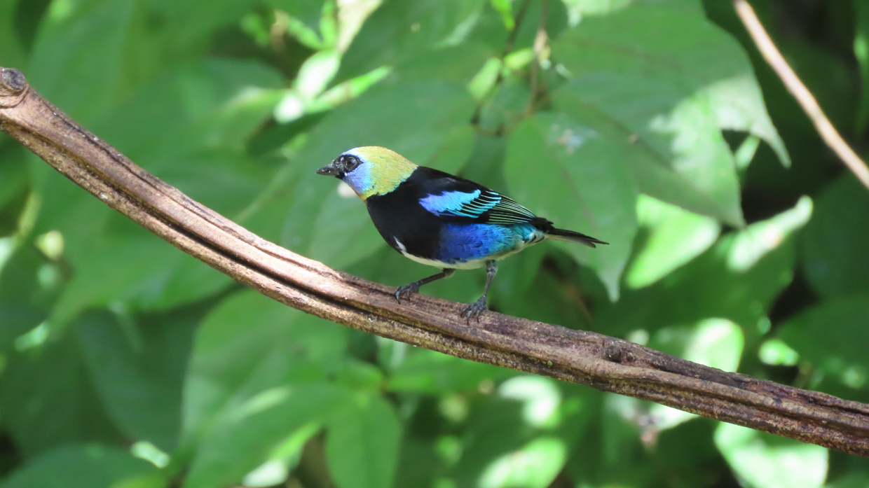 Golden-hooded Tanager