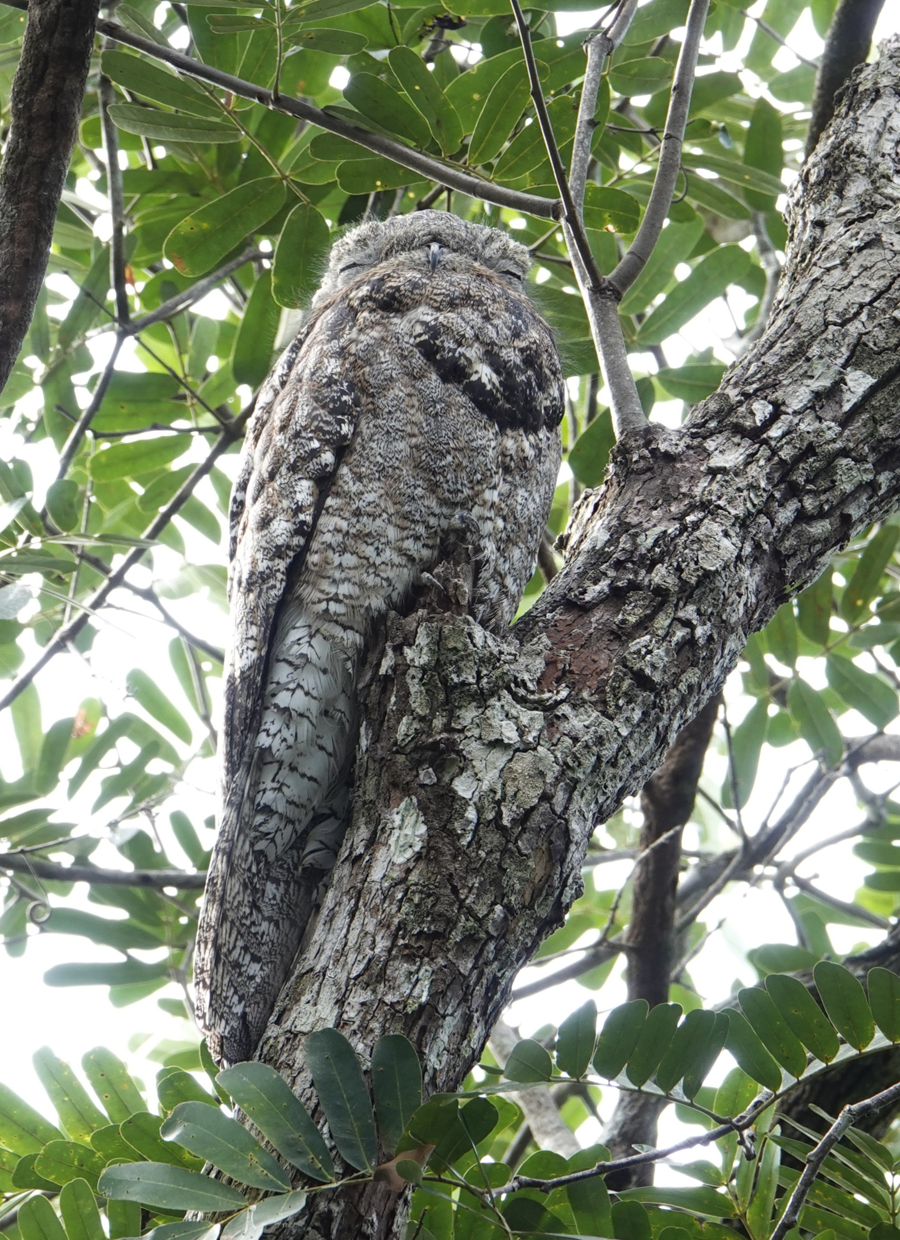 Great Potoo