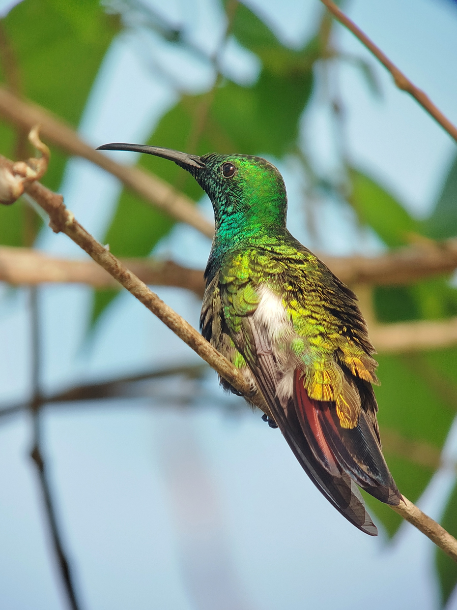Green-throated Mango