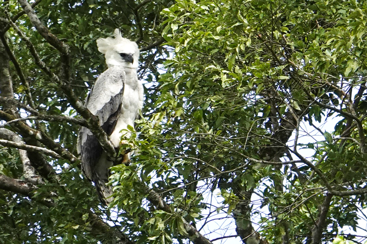 Juvenile Harpy Eagle