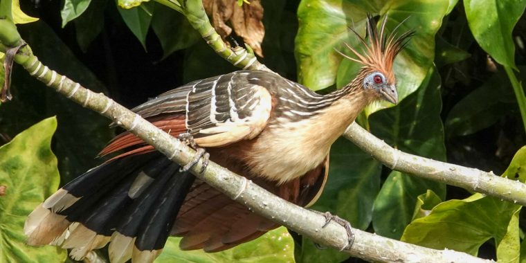 Guyana Trip Report January 2026