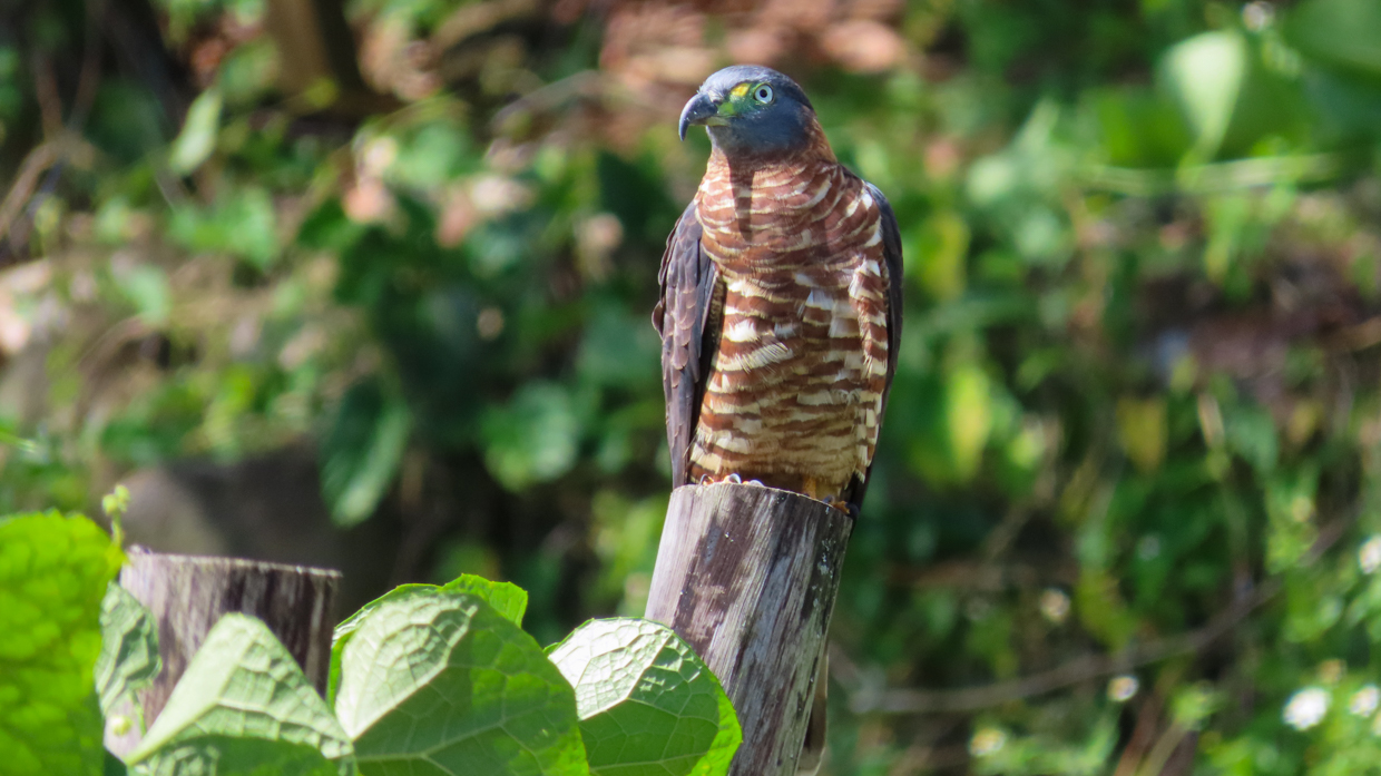 Hook-billed Kite