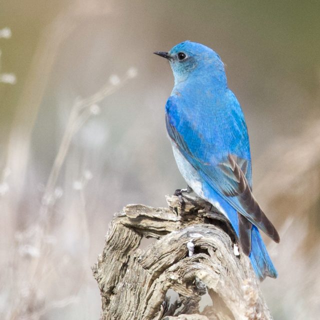 Mountain Bluebird