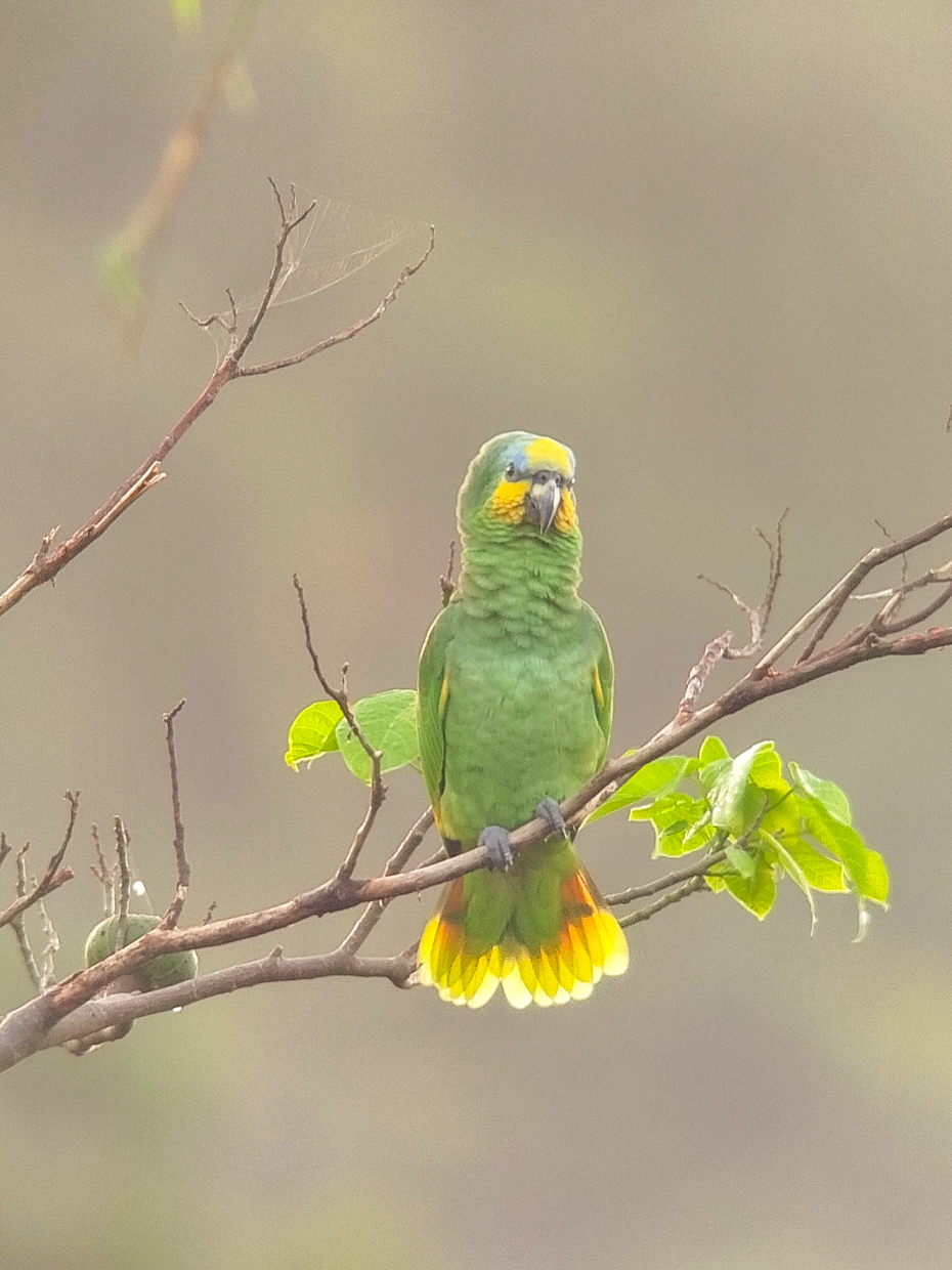 Orange-winged Parrot