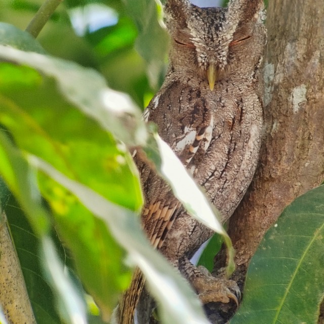 Pacific Screech-Owl