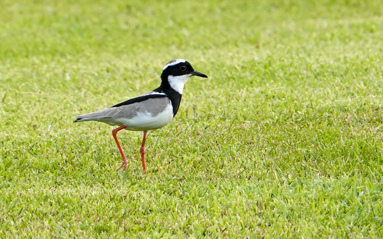 Pied Plover