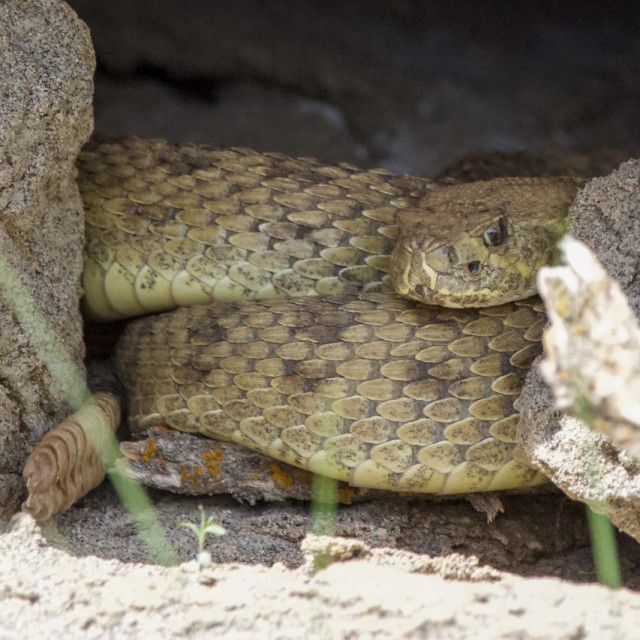 Prairie Rattlesnake