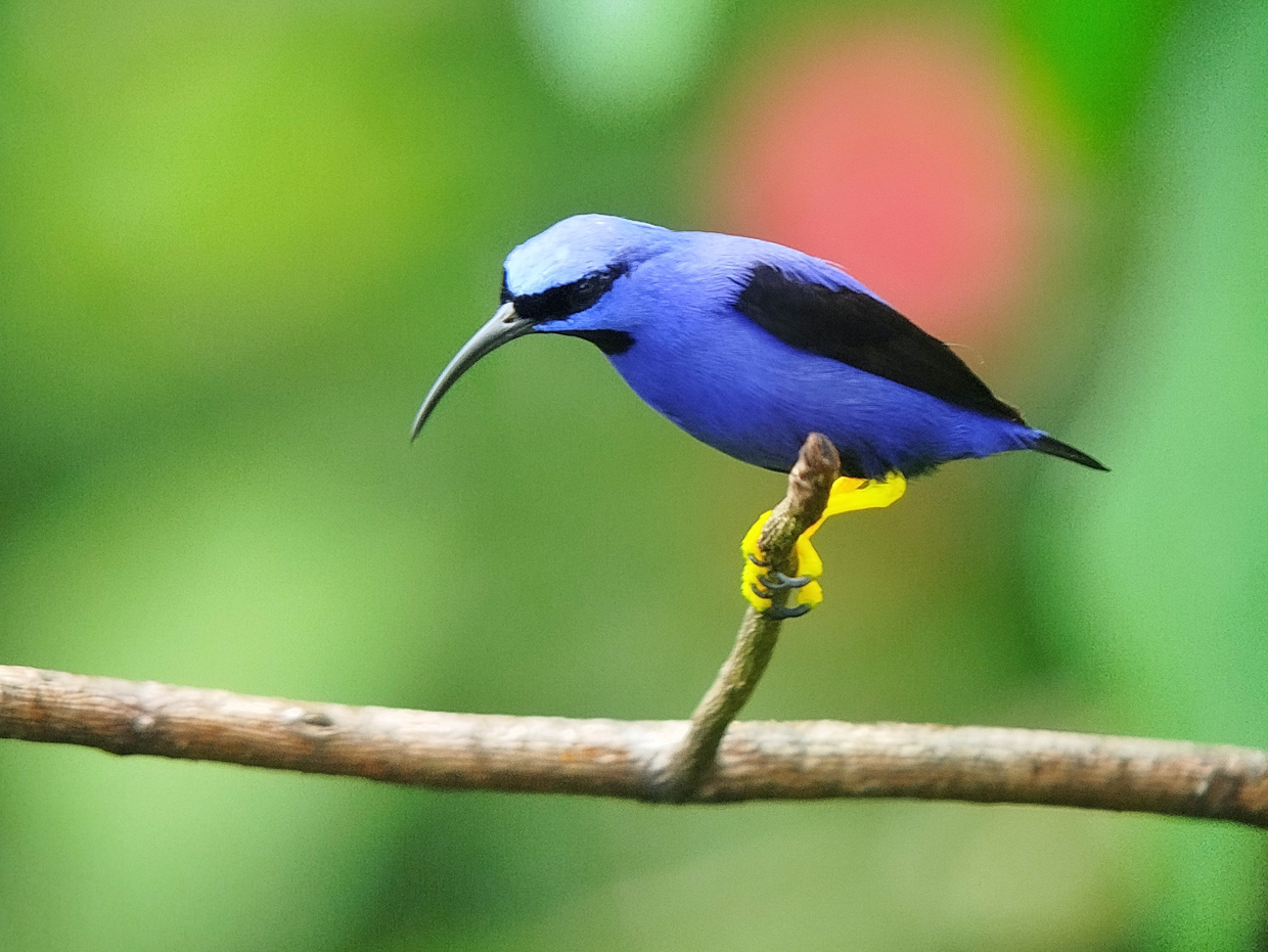 Purple Honeycreeper