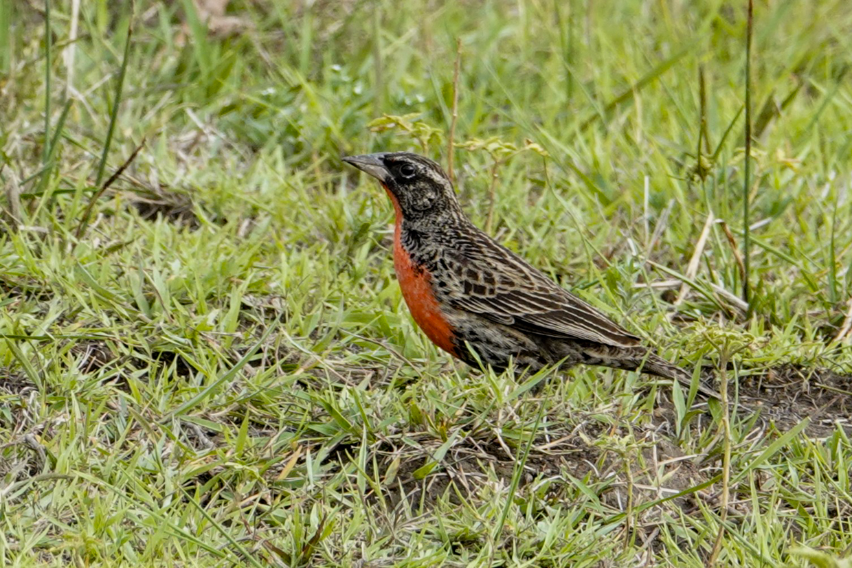 Red-breasted Meadowlark