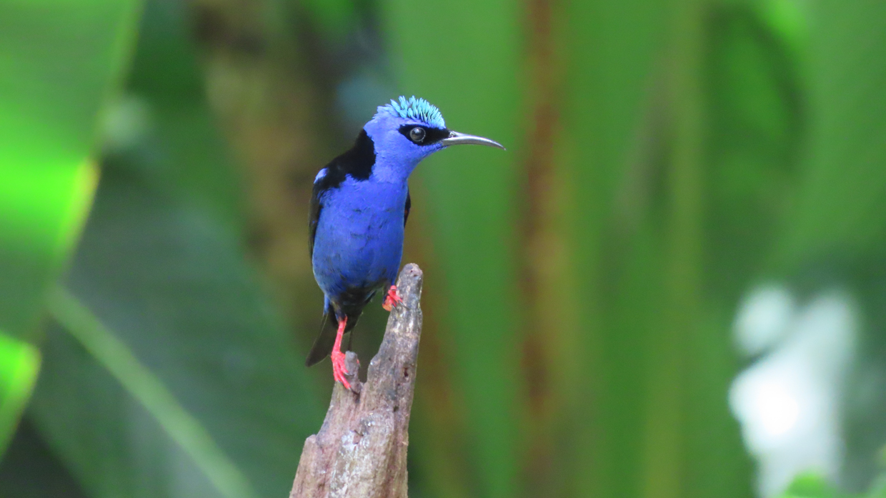 Red-legged Honeycreeper