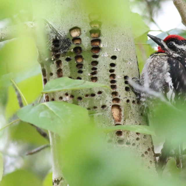 Red-naped Sapsucker
