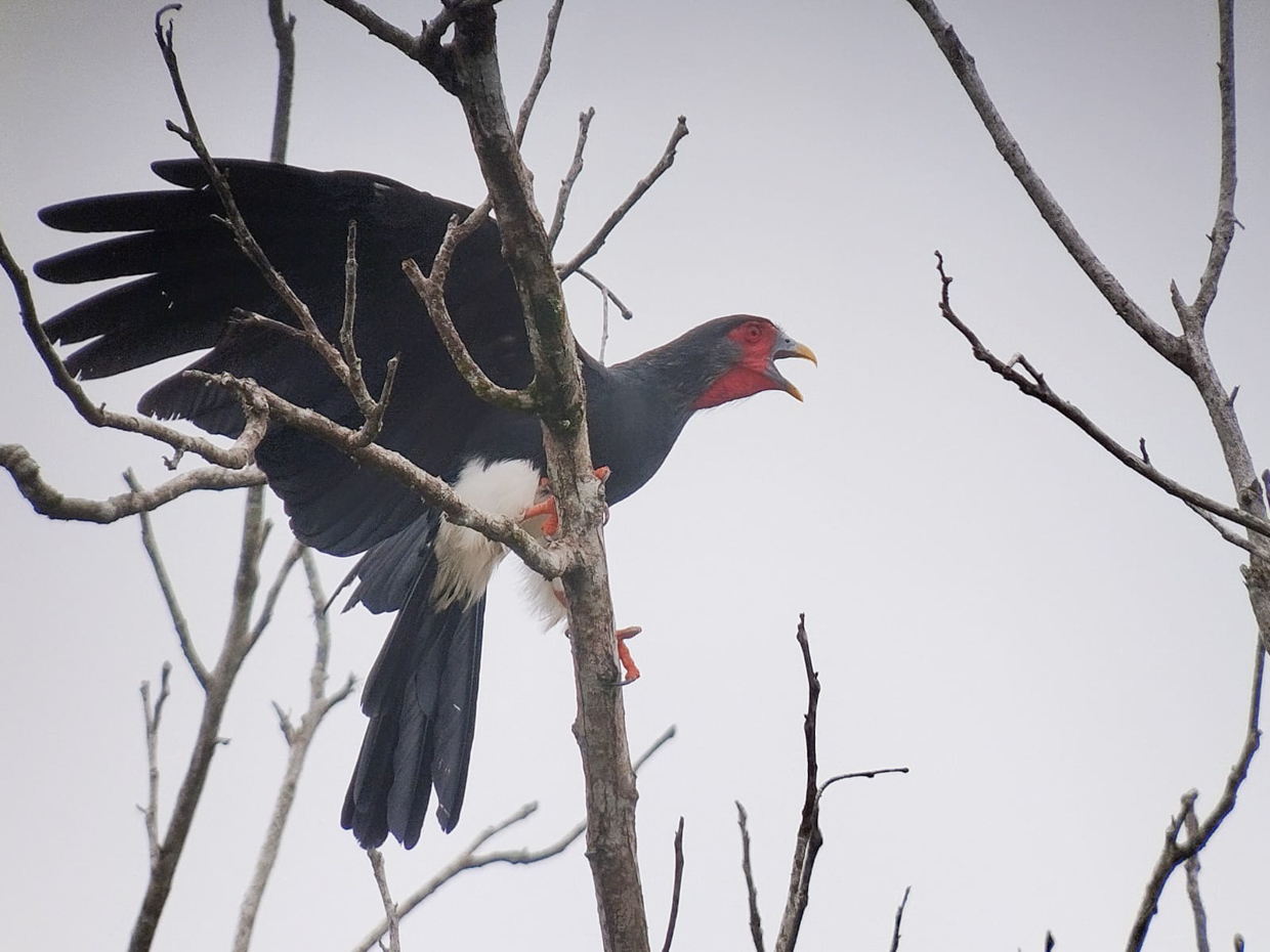 Red-throated Caracara