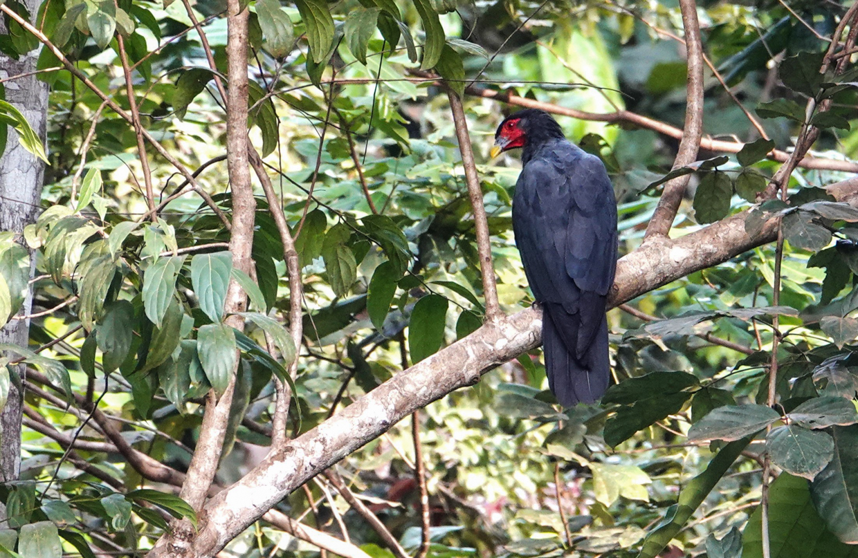 Red-throated Caracara