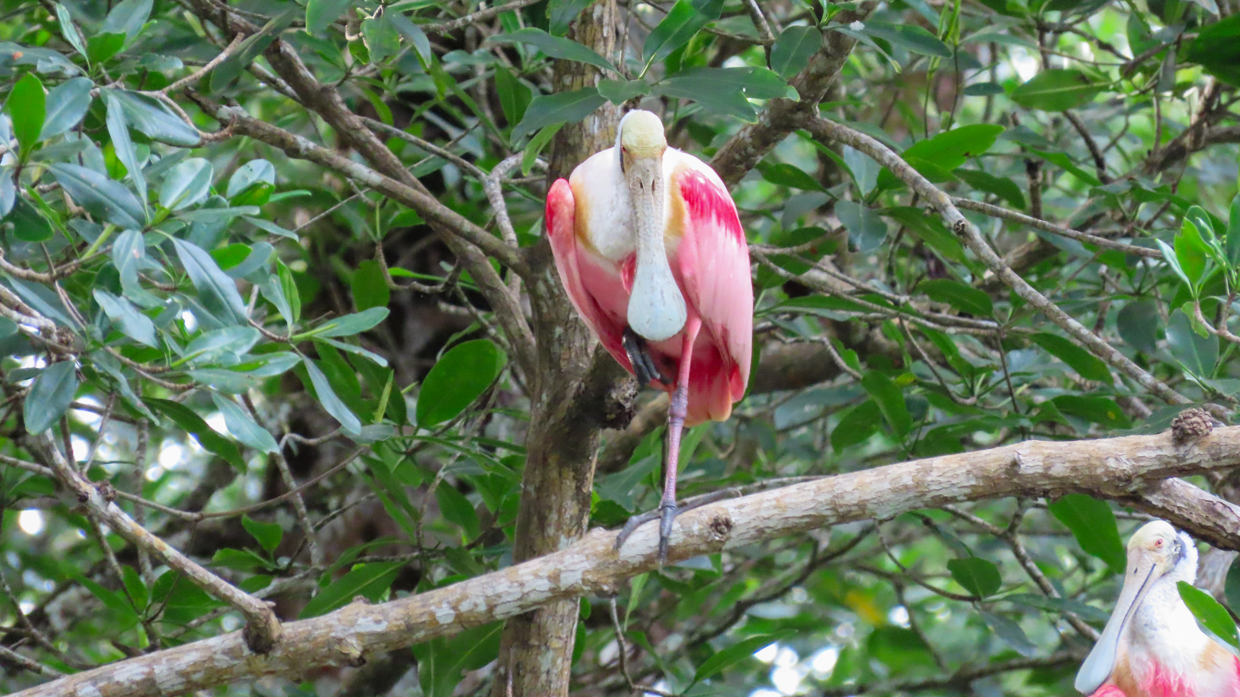 Roseate Spoonbill