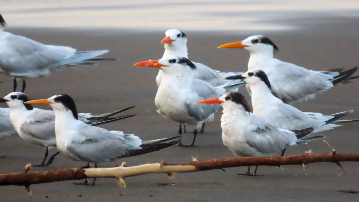 Royal, Sandwich and Elegant Terns