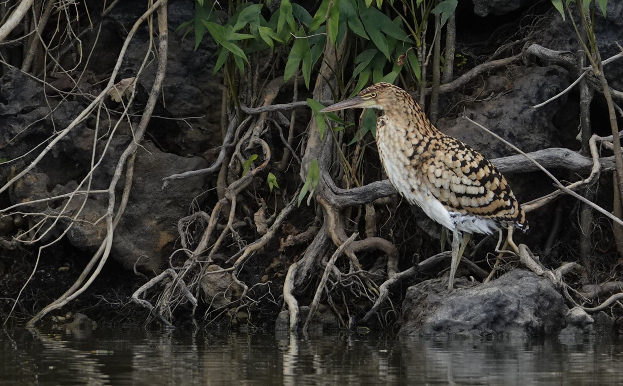 Rufescent Tiger-Heron