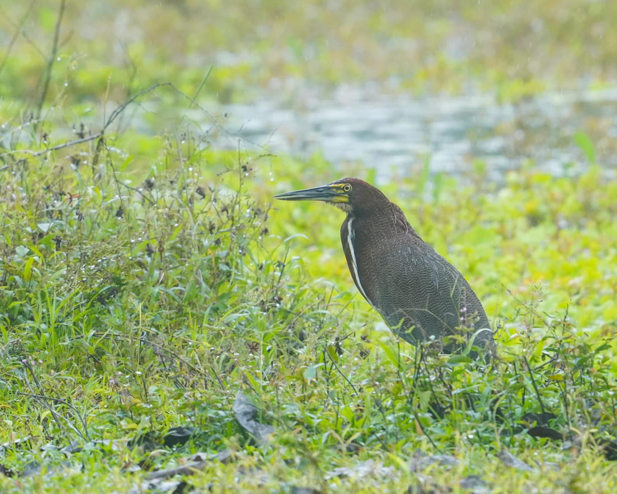 Rufescent Tiger-heron