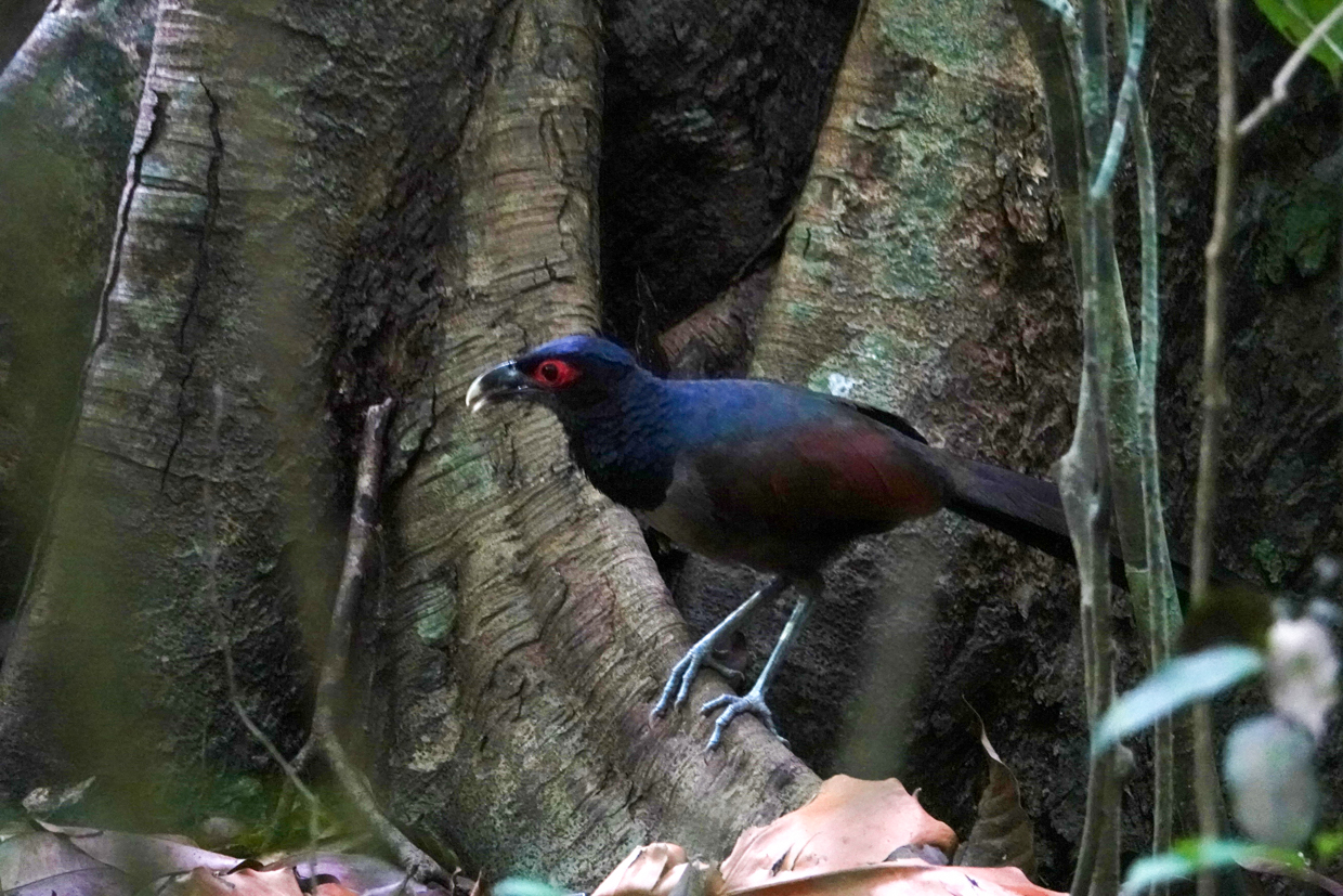Rufous-winged Ground-Cuckoo