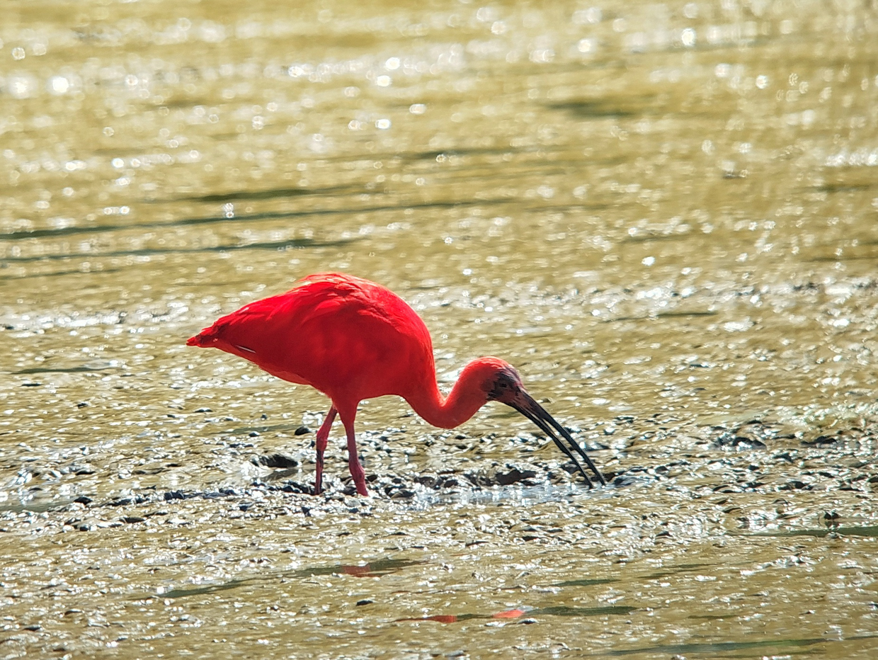 Scarlet Ibis