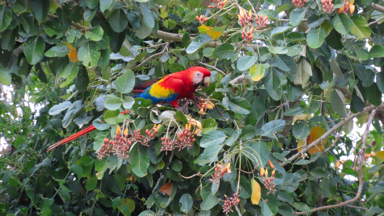 Scarlet Macaw