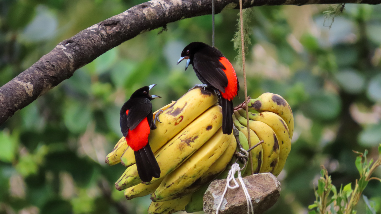 Scarlet-rumped Tanager