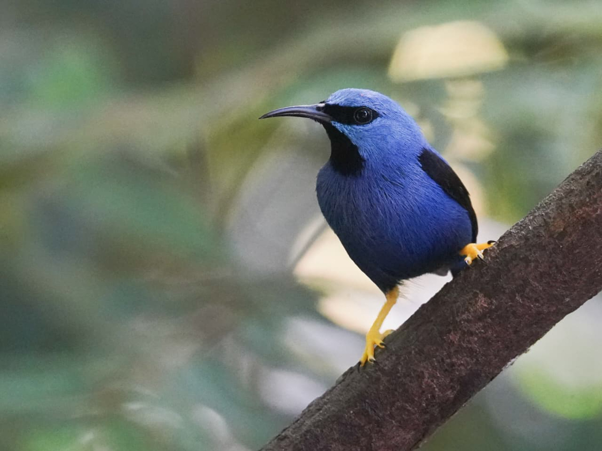 Shining Honeycreeper