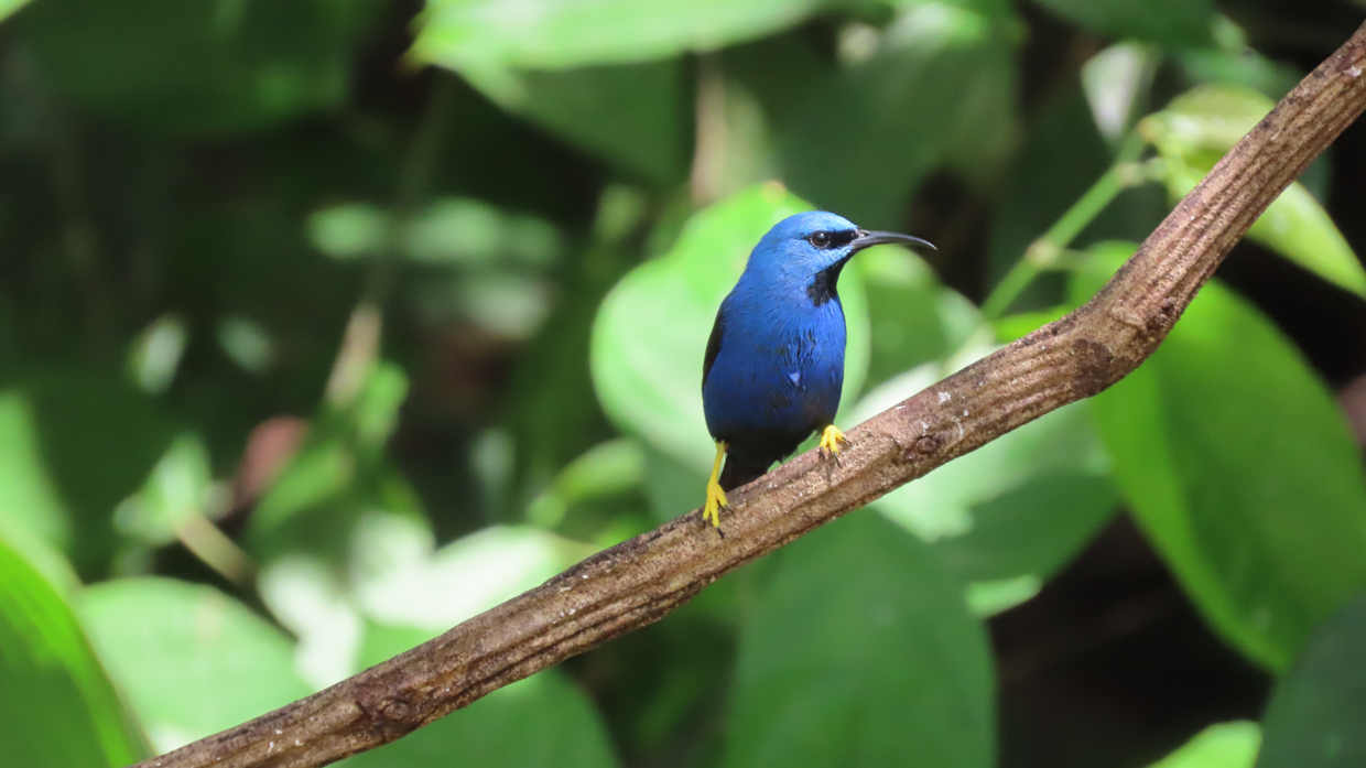 Shinning Honeycreeper