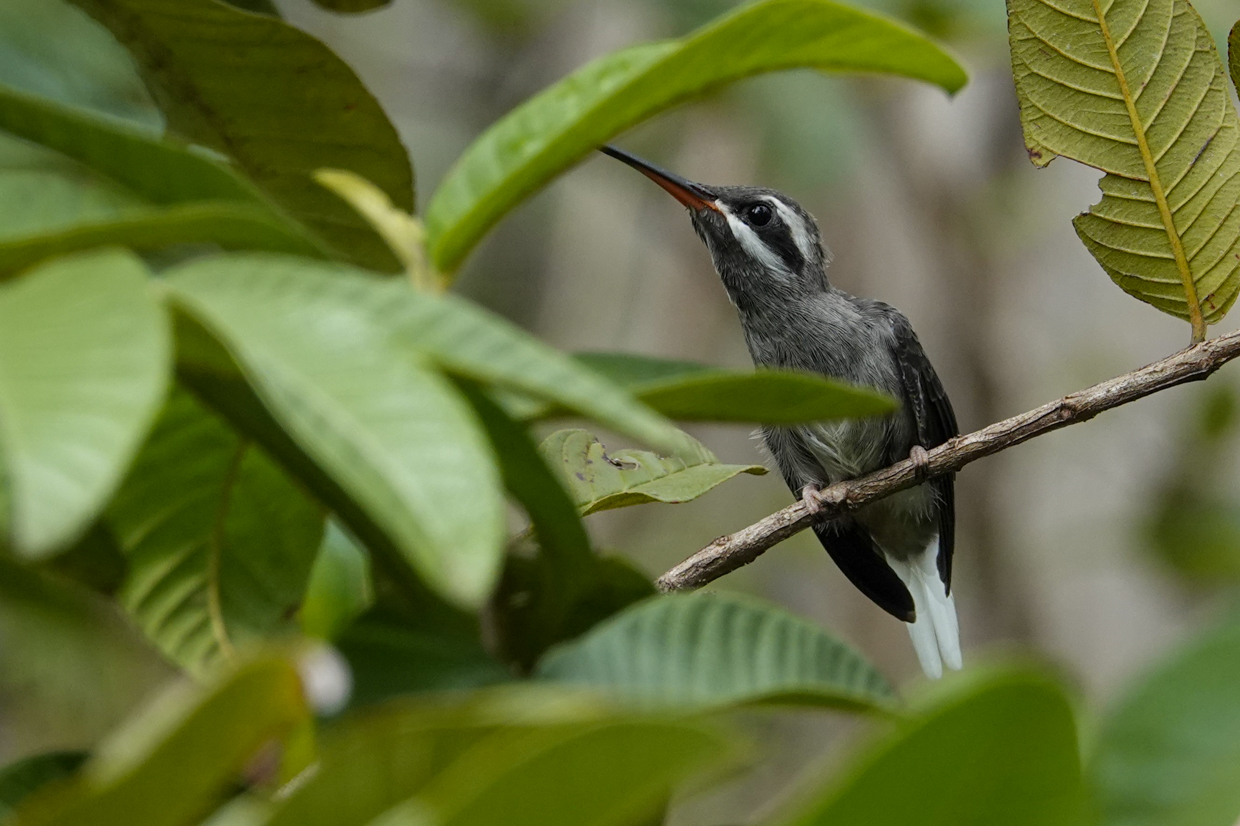 Sooty-capped Hermit