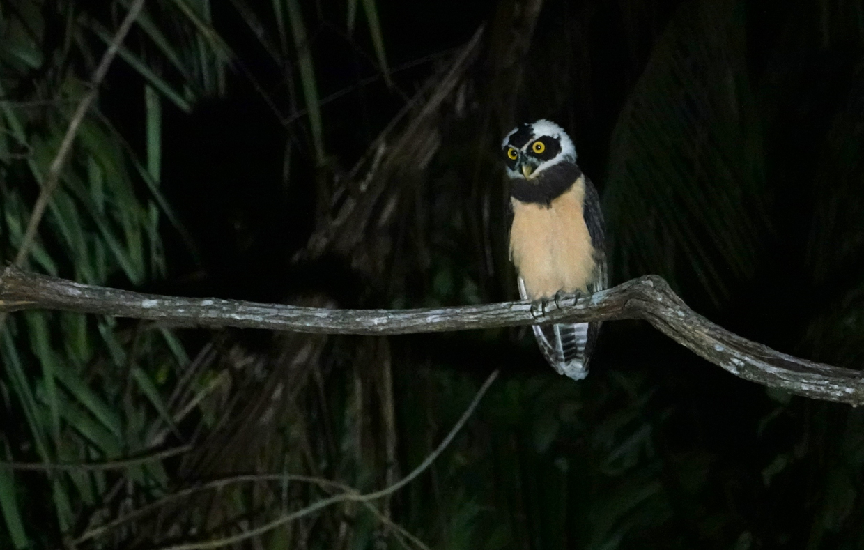 Spectacled Owl