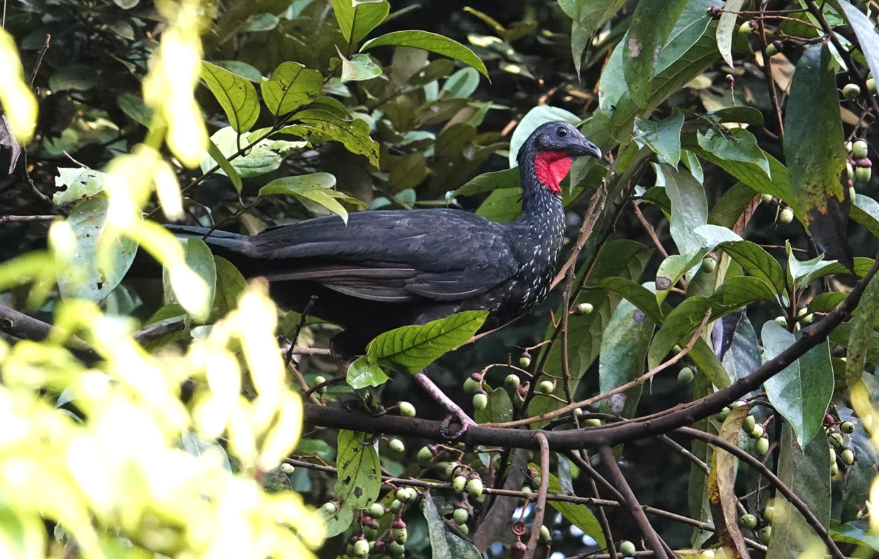 Spix's Guan