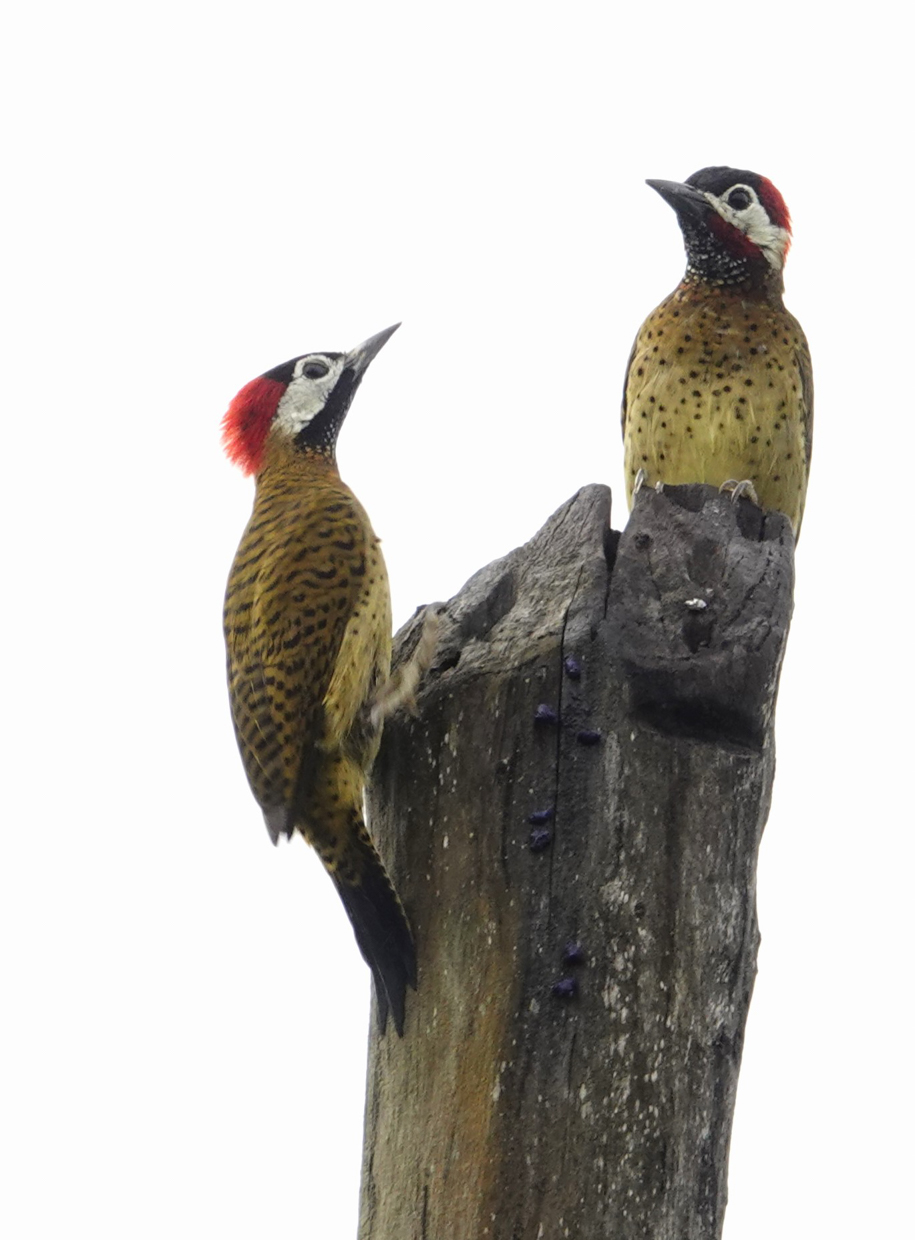 Spot-breasted Woodpeckers