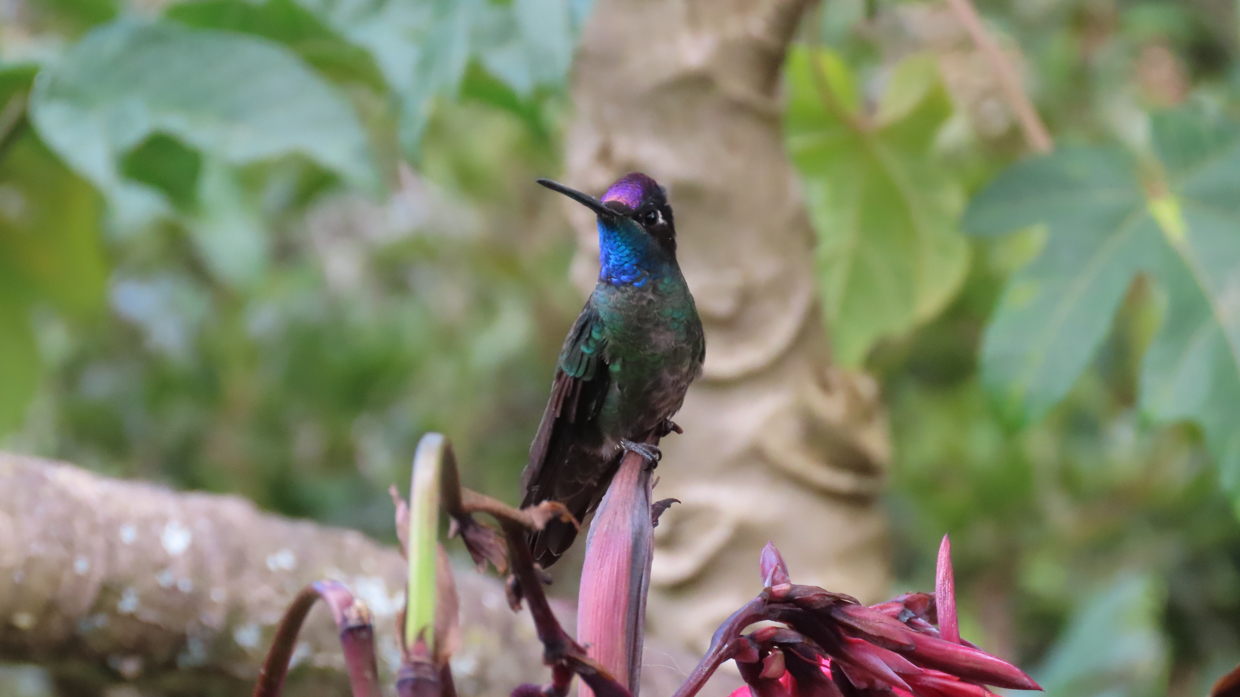 Talamanca Hummingbird