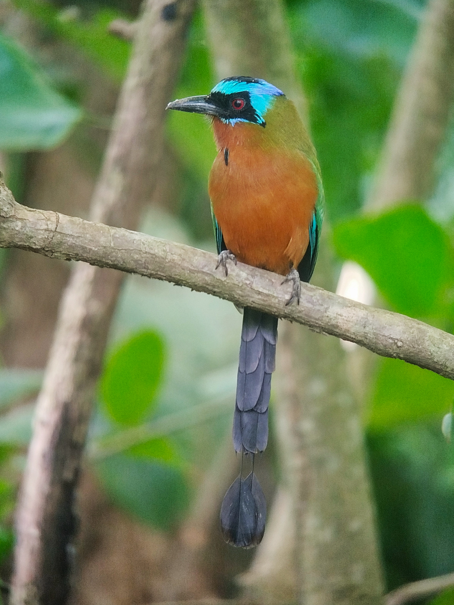 Trinidad Motmot