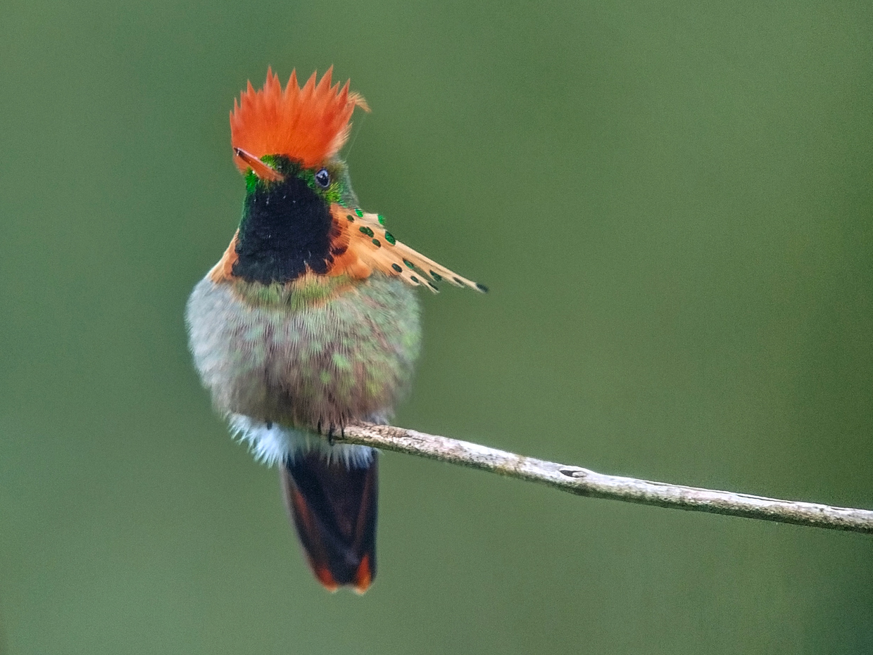 Tufted Coquette