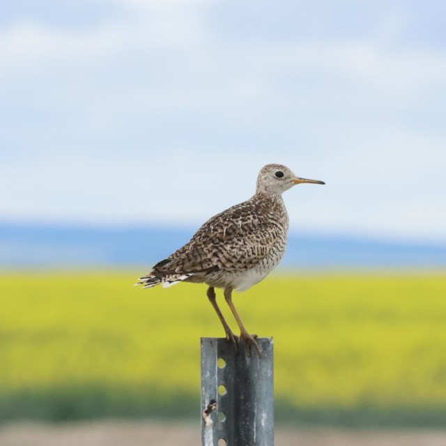 Upland Sandpiper