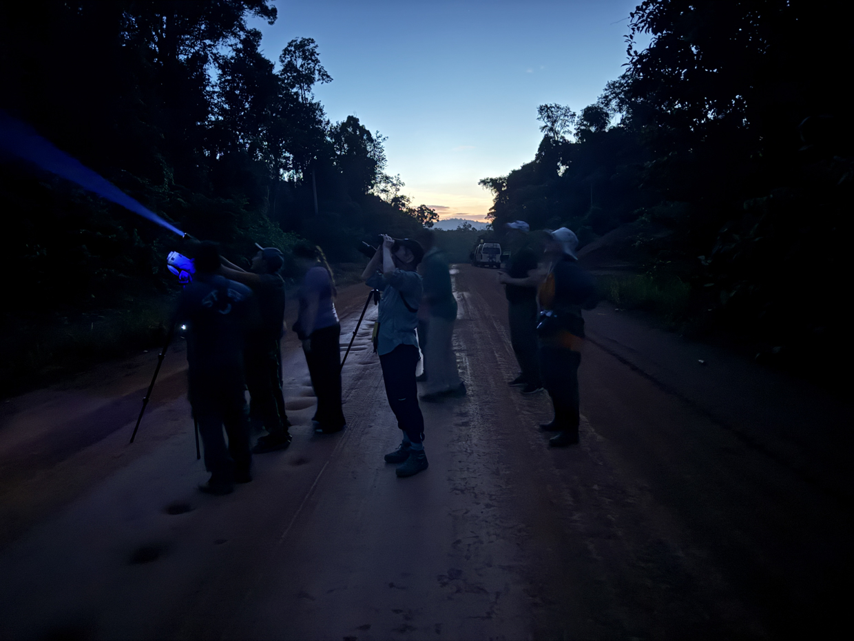 Viewing the Black-banded Owl