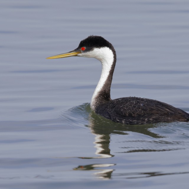 Western Grebe